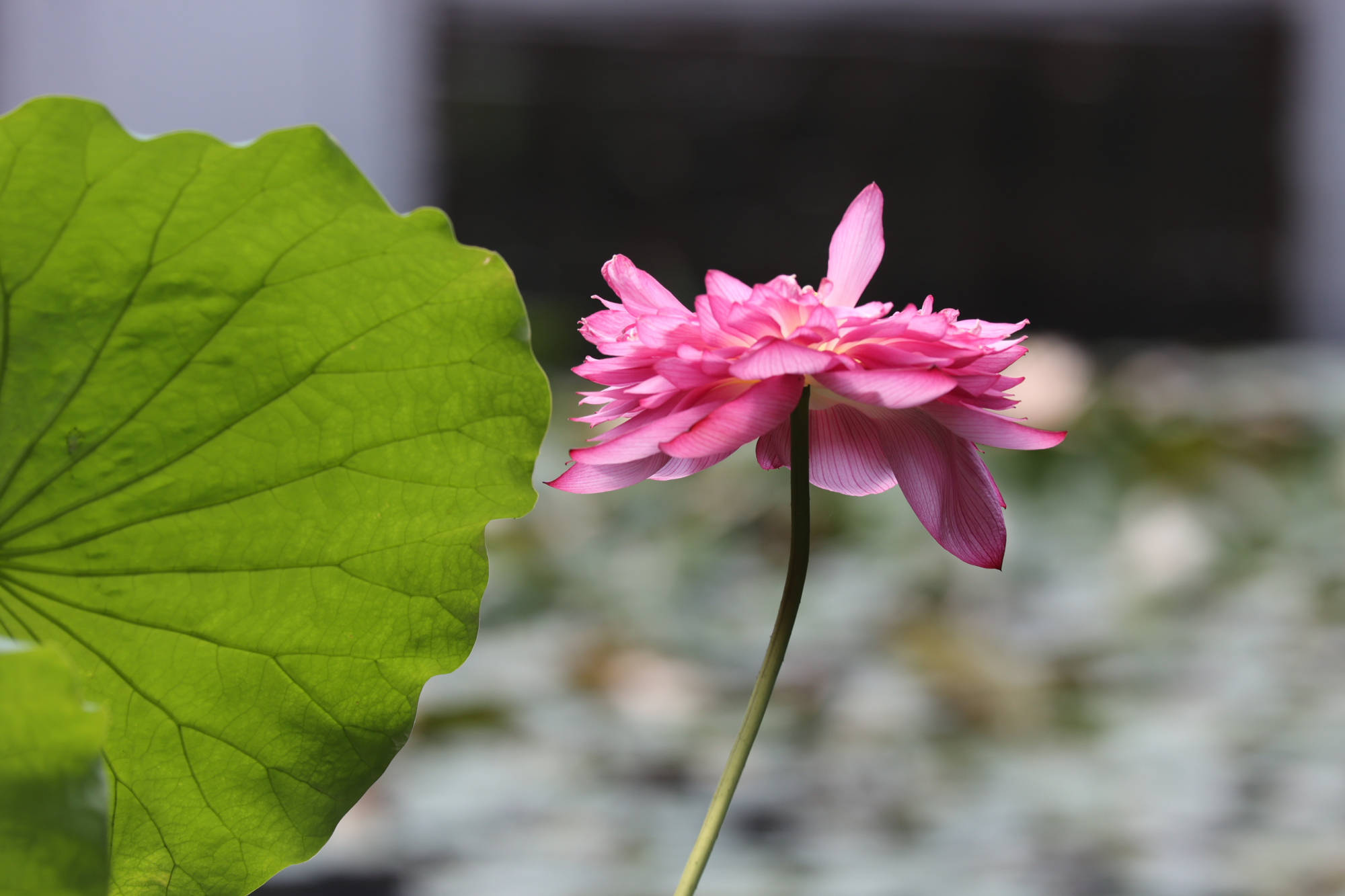 古代|为什么白居易喜欢写荷花？西湖荷花和白居易有什么关系