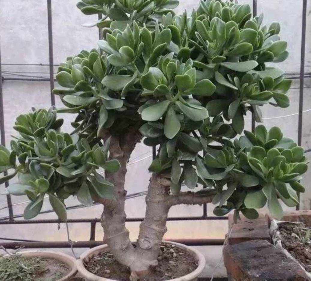 原创玉树开始生长给它做好4件事长得粗壮养成老桩盆景