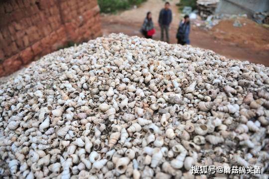 云南一村庄布满螺蛳壳，3500年前留下来，专家说不清这个问题
