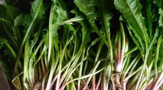 婆婆丁是什么样的菜 29876421be444be79a2c41bb7a25112e.jpeg