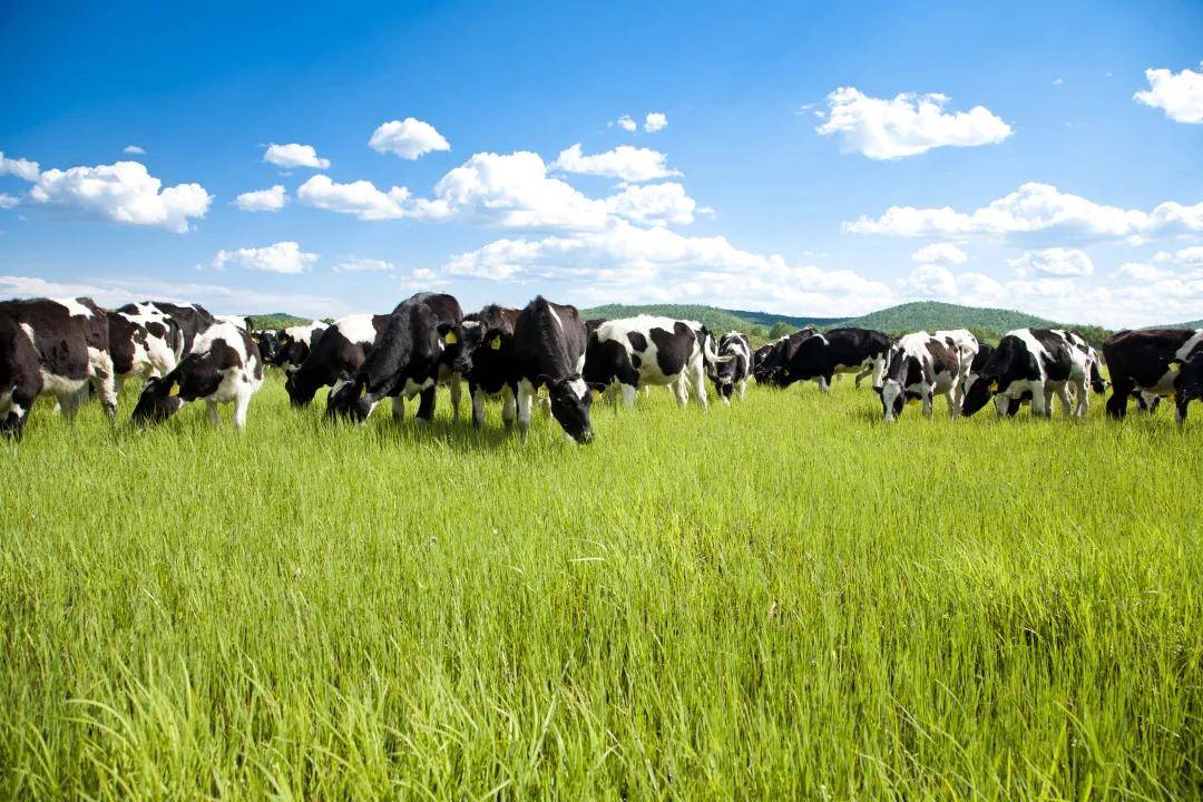 双娃成为第一家获得国内草饲奶产品认证企业!