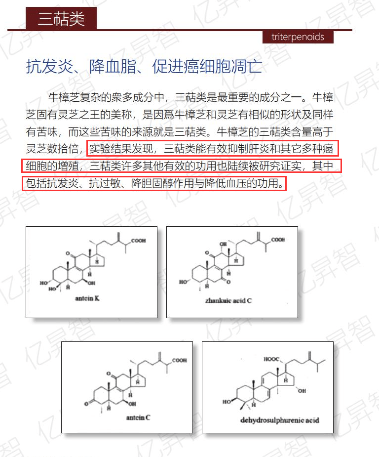 寿尊众告诉你 牛樟芝三萜类化合物对身体的作用 化疗
