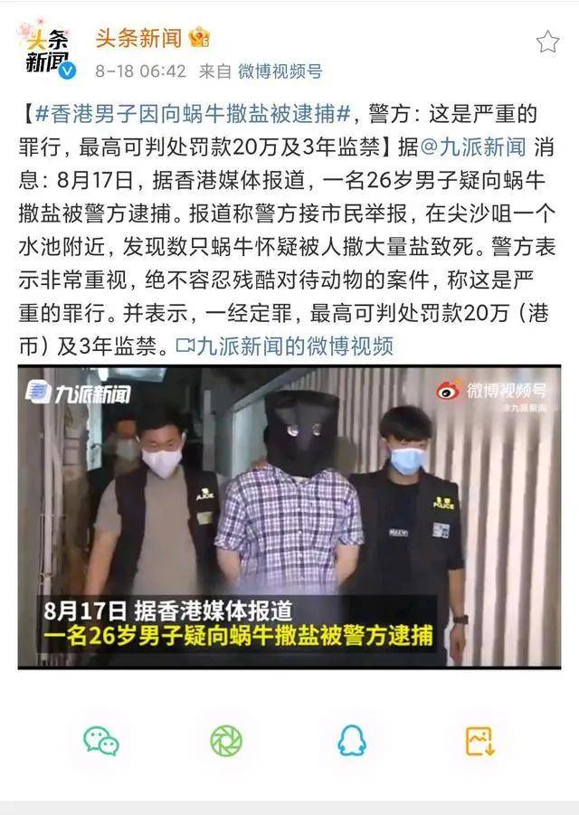 处理结果|洗衣机小柯基找到了!但处理结果……