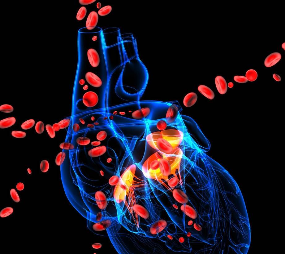 什么|心脏彩超提示二尖瓣，三尖瓣轻度返流是什么意思？该怎么办？