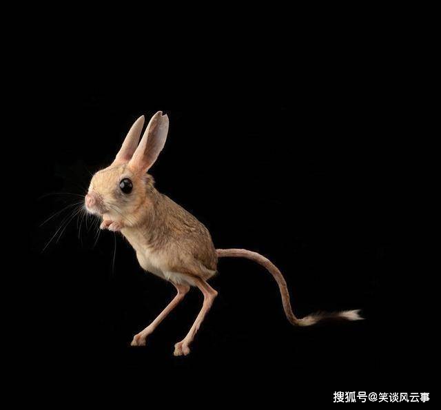 鼠耳什么成语_成语故事手抄报(3)
