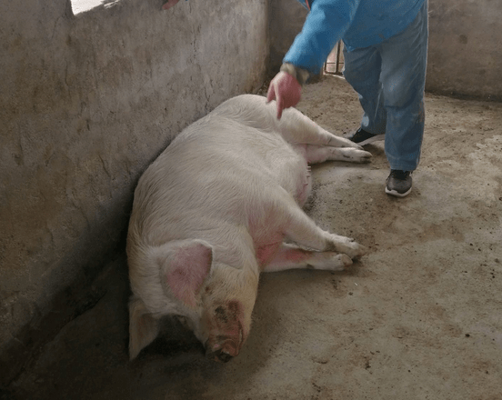 猪不吃食一般打什么针?找对原因最关键