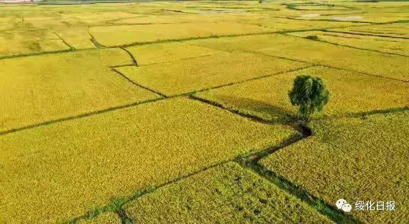 绥化:稻浪摇摇 田野秋韵