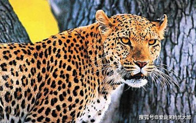 什么动物能打过豹子 7aa1985a89ae4b009b56b6c991f7ee83.jpeg