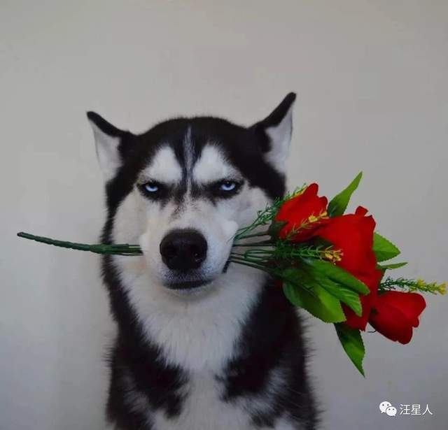 狗头拿着玫瑰花表情包图片