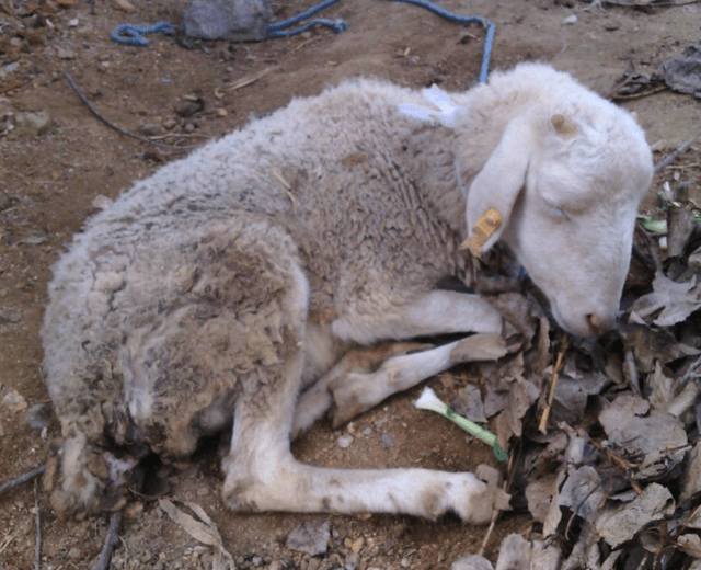 羊拉稀是什么原因羊拉肚子怎么治疗见效快这里有好方法