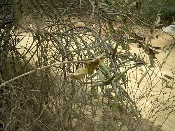 古钩藤的功效与作用活血消肿镇痛