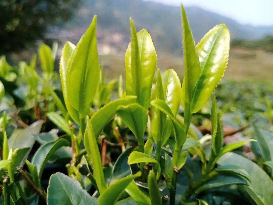 你们知道茶叶可以做酒吗?_酿酒