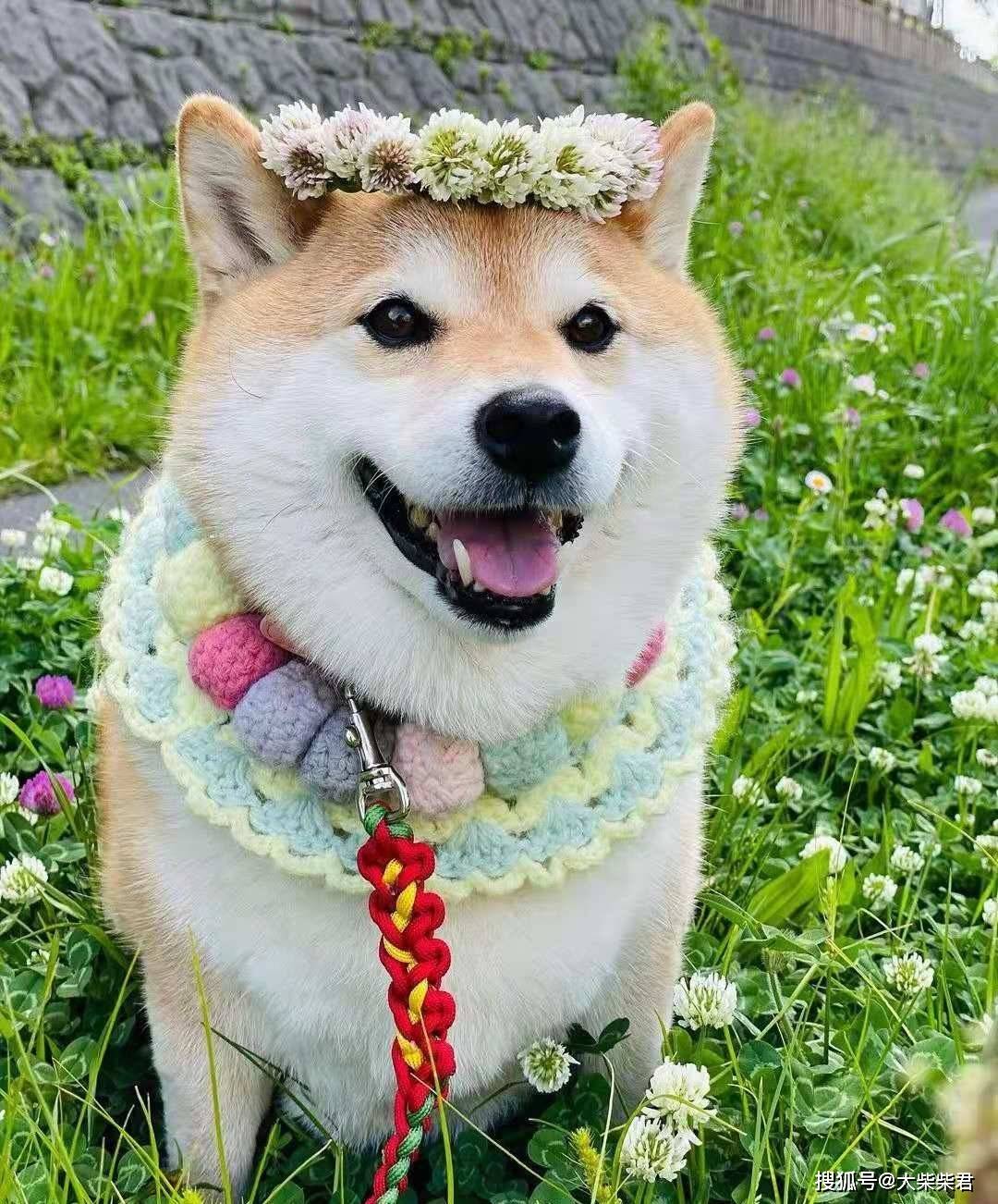 柴犬性格分析看看你适不适合养柴犬?