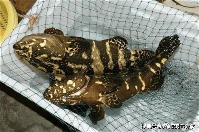 哪里买石斑鱼最好 3cdf62b64c3b4da2a7a48f9d70e7edb3.jpeg