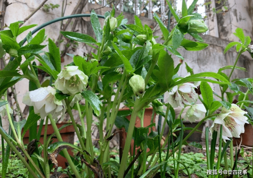 桂花|家有小院，就养7种“耐寒花”，从秋到春不寂寥，冬天也有花看