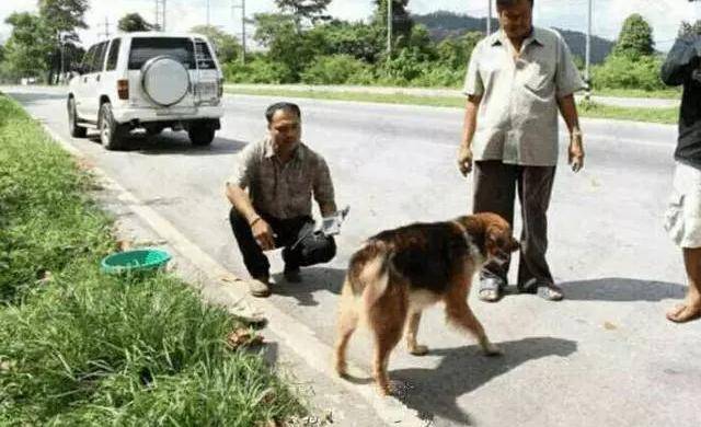 忠犬寸步不離走丟地點，苦苦等待主人7個月！奇跡終於發生了！ 萌趣萌寵 第2张
