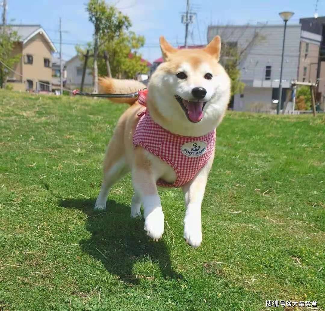 柴犬跟秋田犬有什麼區別?柴犬串串和純血有什麼區別?柴犬怎麼挑品相?