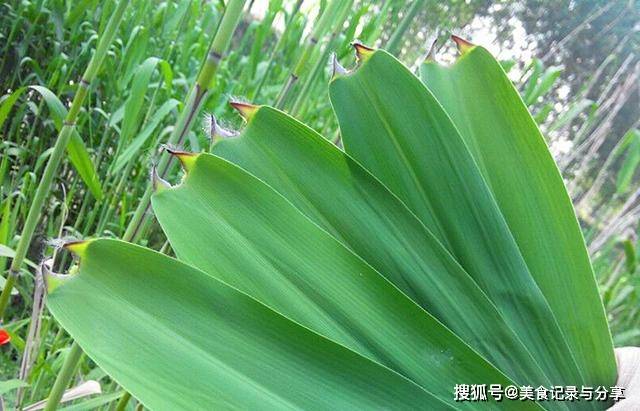 包粽子的叶子叫什么名字 7234b42139d349fcbf72db513a01356e.jpeg