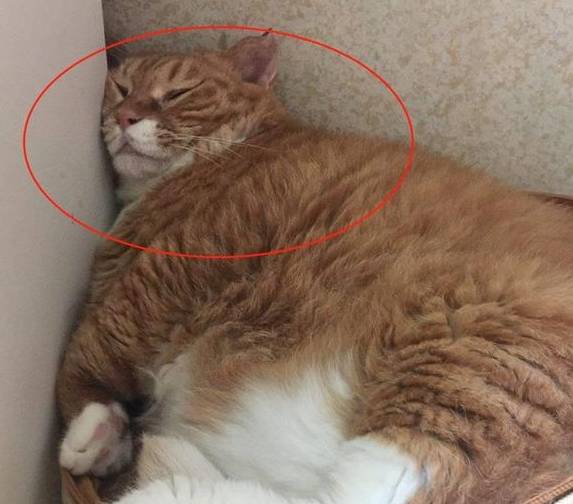 怎么看小猫是不是吃饱了 7707f290c12240158dfaf7f679594dc5.jpeg