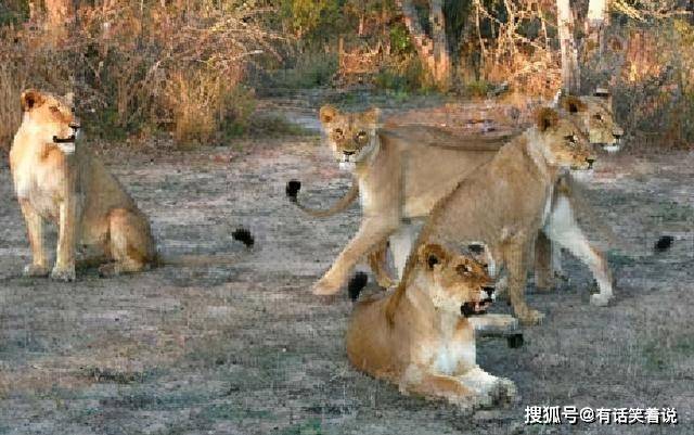 义狮查儿阿姨，抚养大两只狮王，却无法看到儿子茶叶蛋兄弟长大
