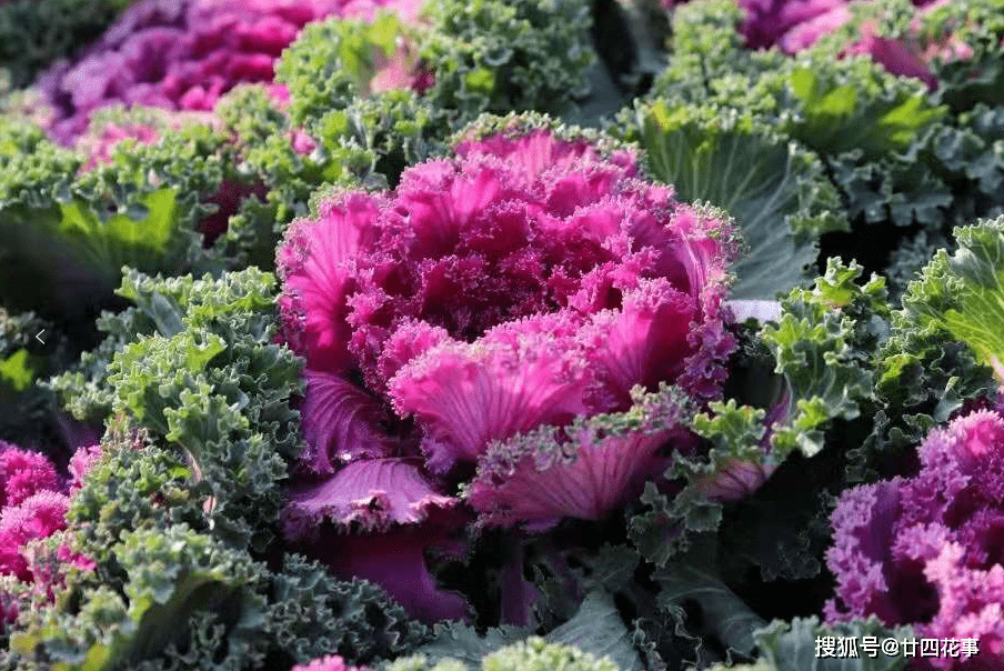 桂花|家有小院，就养7种“耐寒花”，从秋到春不寂寥，冬天也有花看