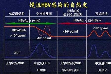 补充|慢性乙肝选择水果，如何既能解暑清热，又能够促进肝脏代谢？