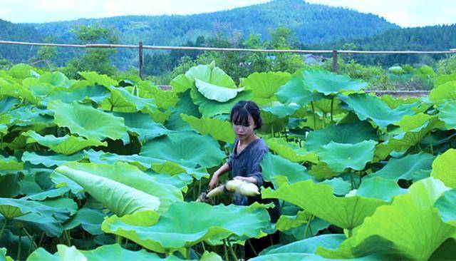 美食|李子柒摘荷花做美食,一卷一泡一油炸,网友:这样真的好吃吗?