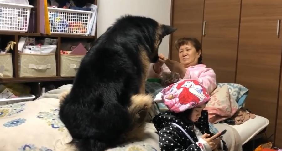 意思|德牧闯进卧室不吭声，盯着床头柜不走，女主明白后笑翻了