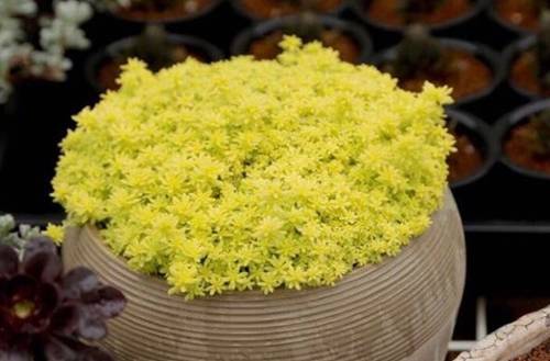 黄金草怎么养黄金草的养殖方法和注意事项