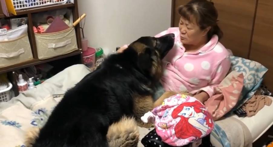 意思|德牧闯进卧室不吭声，盯着床头柜不走，女主明白后笑翻了