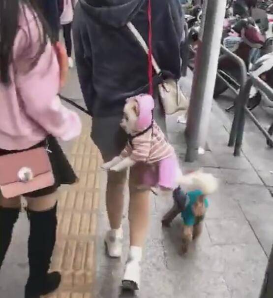 狗狗被主人一根繩提著，在背後被甩暈，主人依然不理！ 萌趣萌寵 第3张