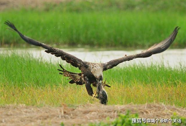 黄河湿地发现一猛禽，嘴如弯刀爪如钢，为捕食刺猬两鹰一同出击
