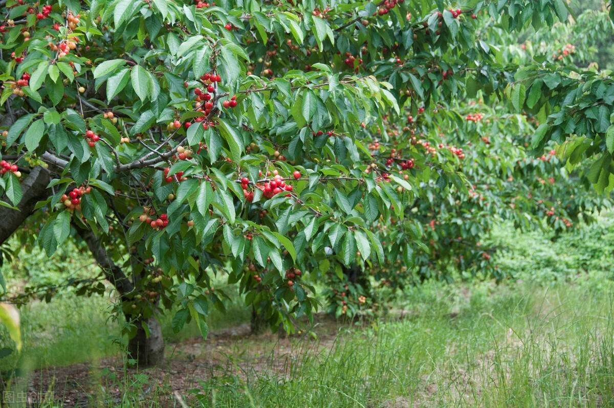 四川车厘子树大樱桃树流胶病的症状及防治