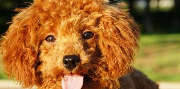 泰日天|泰迪强上柯基和金毛,生下的宝宝火了,泰迪:长得丑怪我咯!