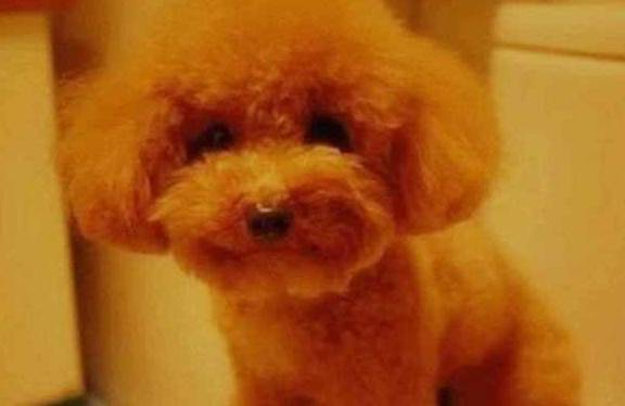 泰日天|泰迪强上柯基和金毛,生下的宝宝火了,泰迪:长得丑怪我咯!