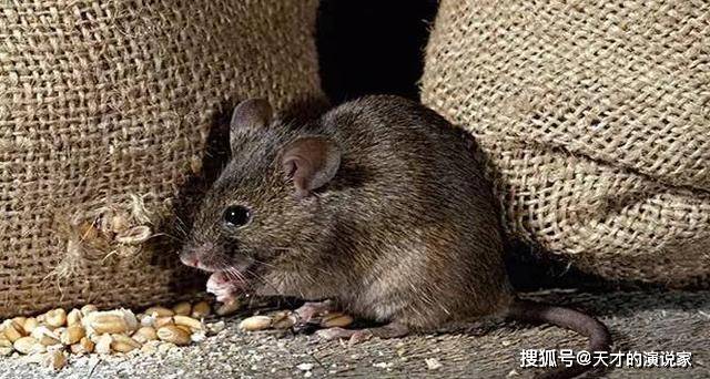 梦境解析，昨晚梦中打鼠反被鸡吞噬的深层含义与启示