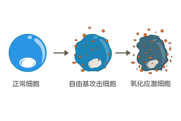 男性原因引起的流产 不可不重视 精子