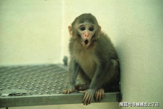 最“倒霉”的猴子，因为跟人类基因相似，每年10万只命丧实验室