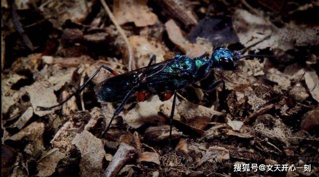 扁头泥蜂蟑螂被扁头泥蜂控制在自然界中,确实存在着寄生与被寄生控制