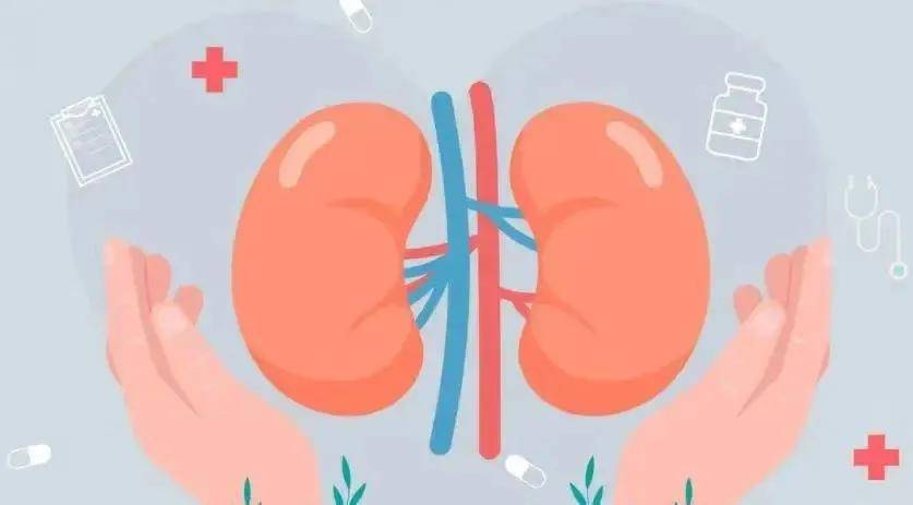 治疗|如何防治尿酸性肾病