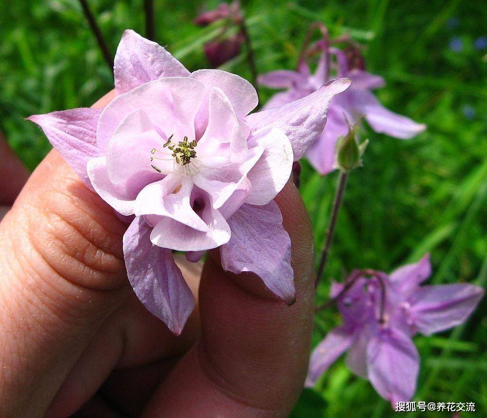 盆栽耧斗菜养护指南,播种繁殖难度高,但很容易养开花_叶子和