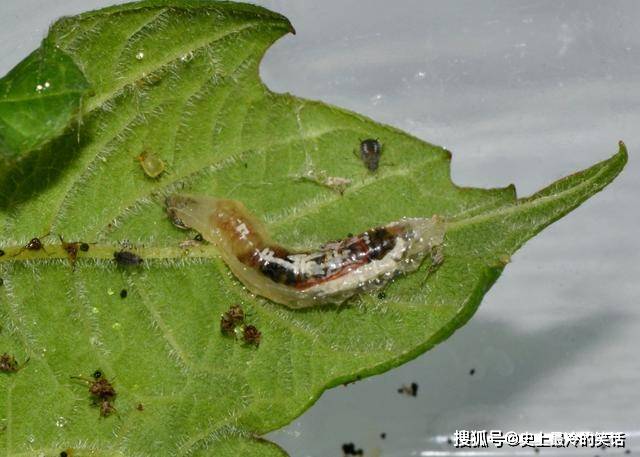 食蚜蠅採花蜜的大蒼蠅學蜜蜂蜇人只為了活下去