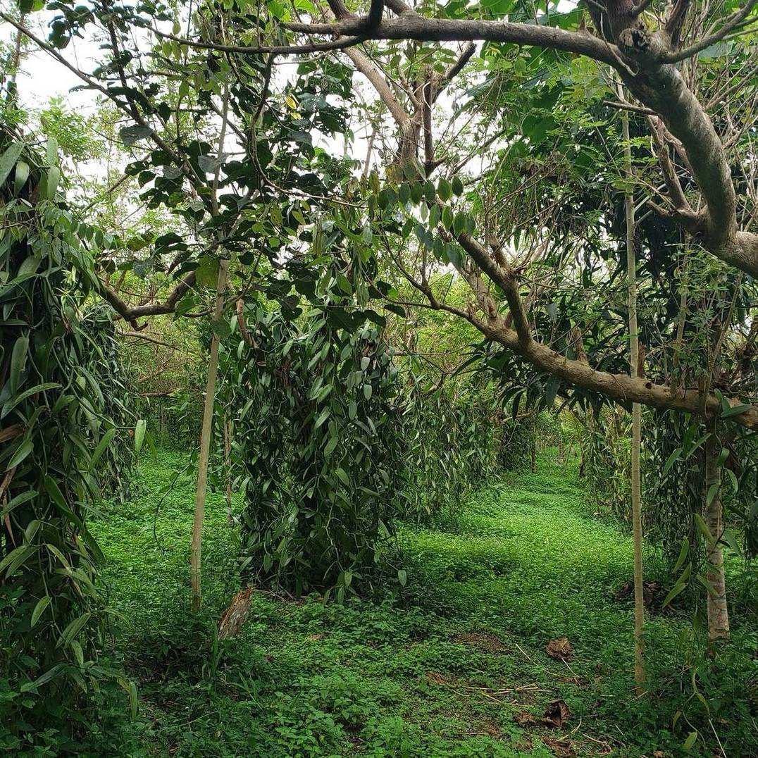 中国香草荚种植基地图片