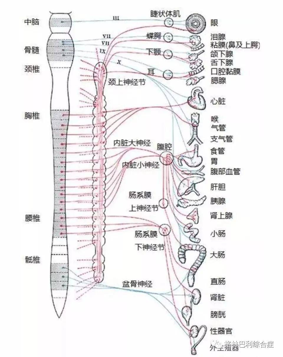 病毒|格林-巴利综合症常见病因