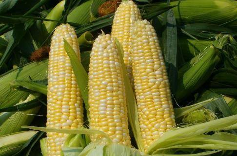 盛出|多吃这2种食物,既能抑制肥胖又能降血糖,还能延缓衰老