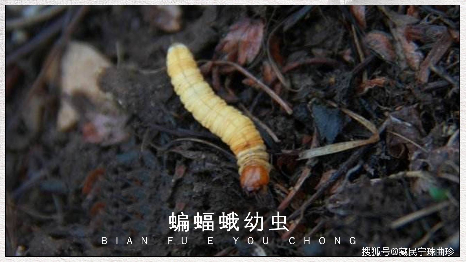 冬虫夏草是如何形成的 冬虫夏草菌与蝙蝠蛾幼虫浪漫的一生 孢子