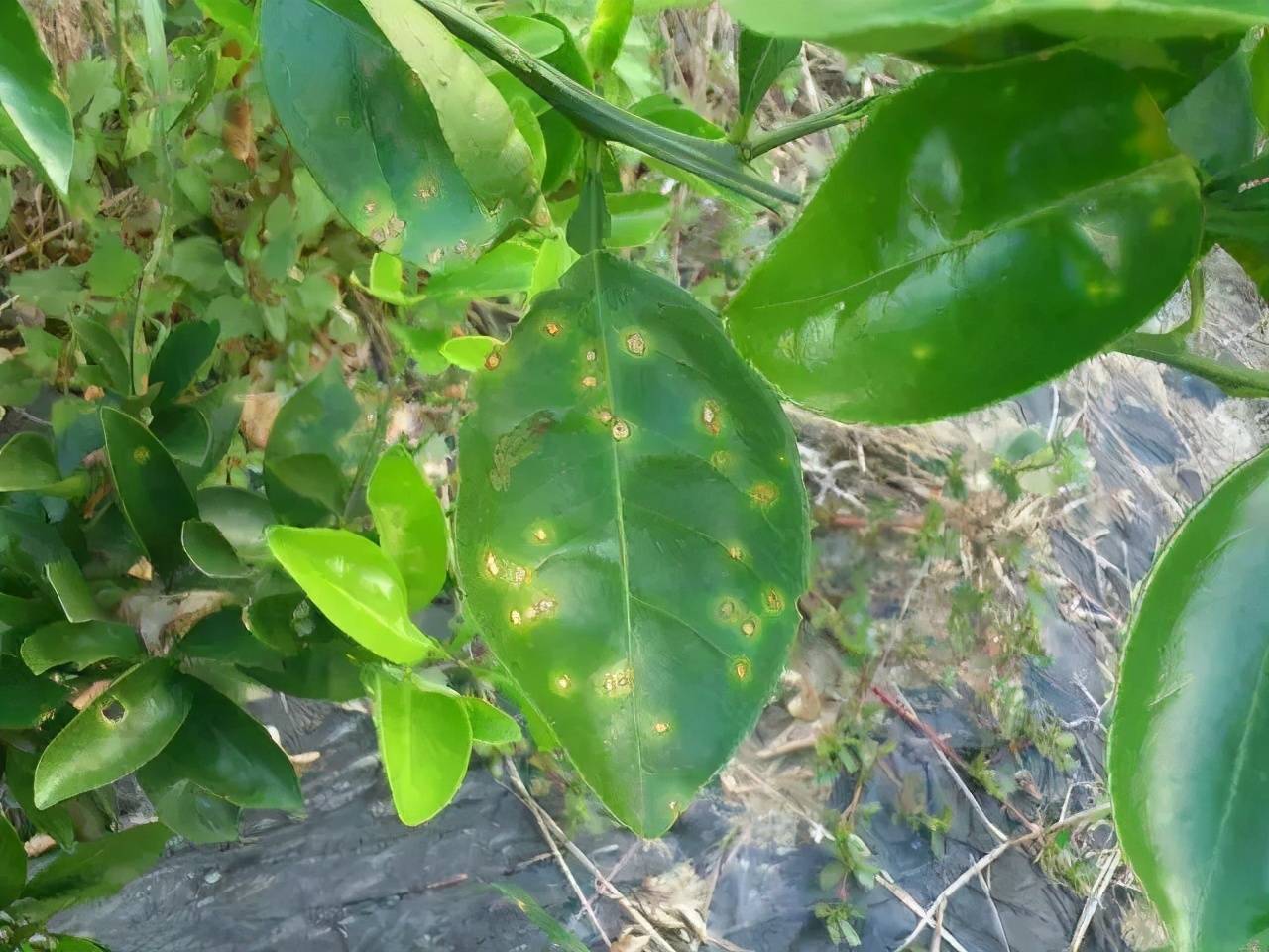910月柑橘溃疡病反复发作这样防治用药就对了