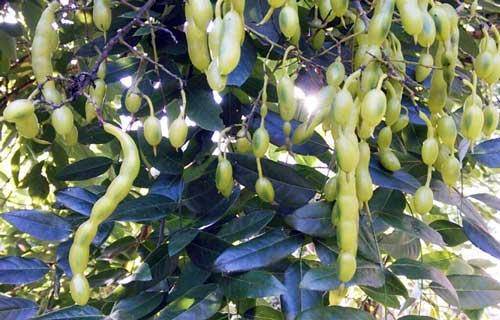 得了痔疮应该怎么缓解呢槐角治疗痔疮还需要加上马齿笕