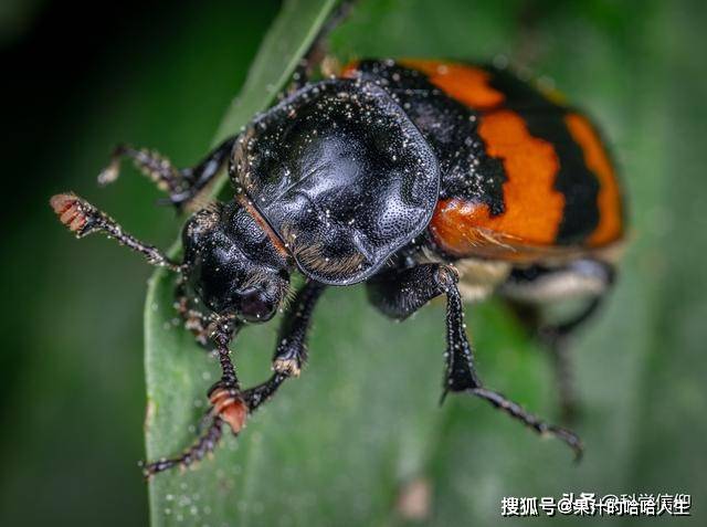 原创打到捕食者怀疑人生,吃进去还得吐出来,这就是炮弹甲虫