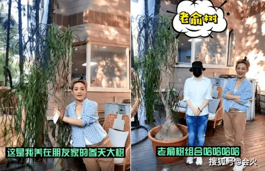 宁静|宁静托人养一棵树20年！树上挂大金坠子太豪气，高2米叶子干枯